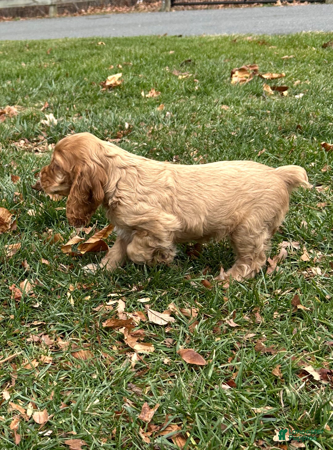 Cocker Spaniel dogs for sale: Gloria - Ad 2