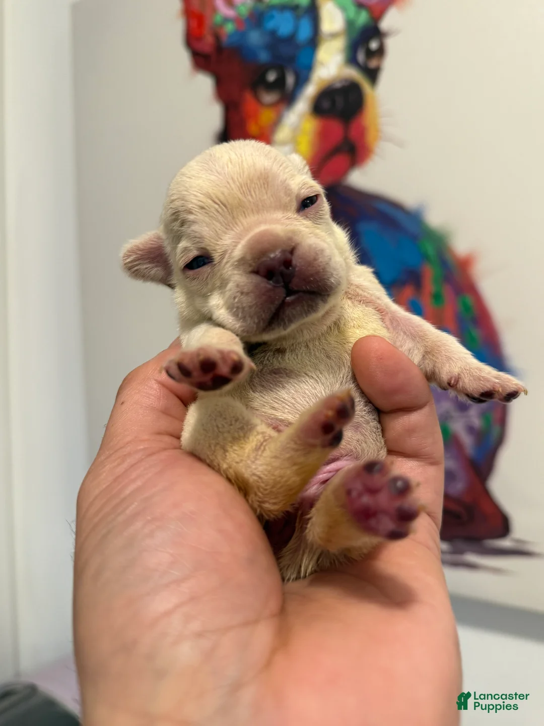 French Bulldog dogs for sale: Snow - Ad 2