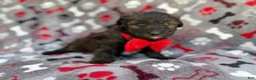Aussiedoodle dogs for sale: Duce - Ad 5