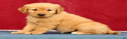 Golden Retriever dogs for sale: Genesis - Ad 4
