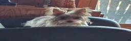 Yorkshire Terrier dogs for sale: Yorkshire Terrier Puppy 1 - Ad 2