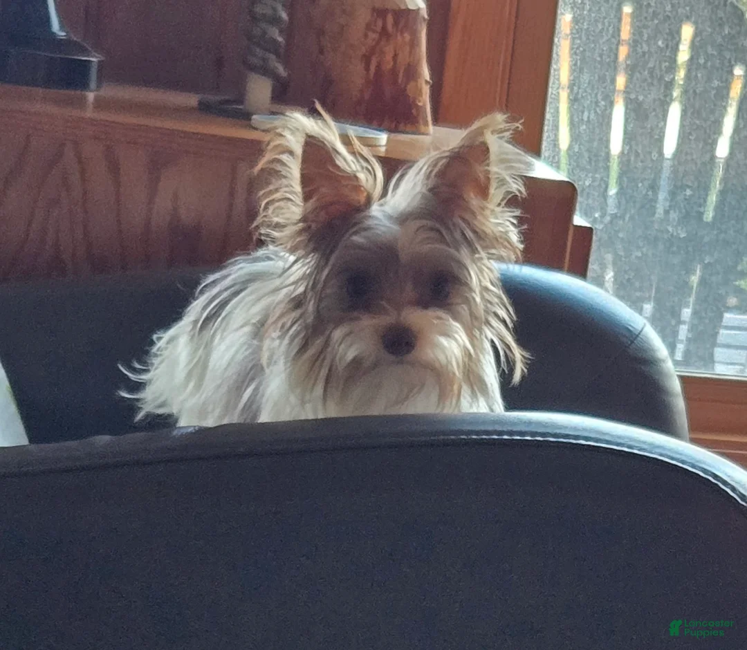 Yorkshire Terrier dogs for sale: Yorkshire Terrier Puppy 1 - Ad 2