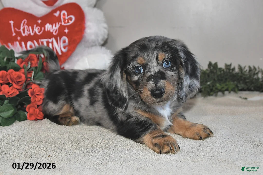 Miniature Dachshund dogs for sale: Harper - Ad 4