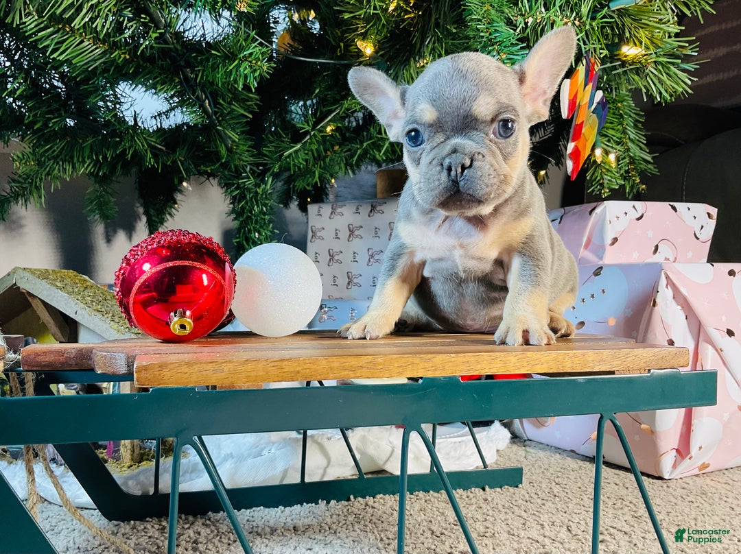 French Bulldog dogs for sale: PABLO - Ad 14