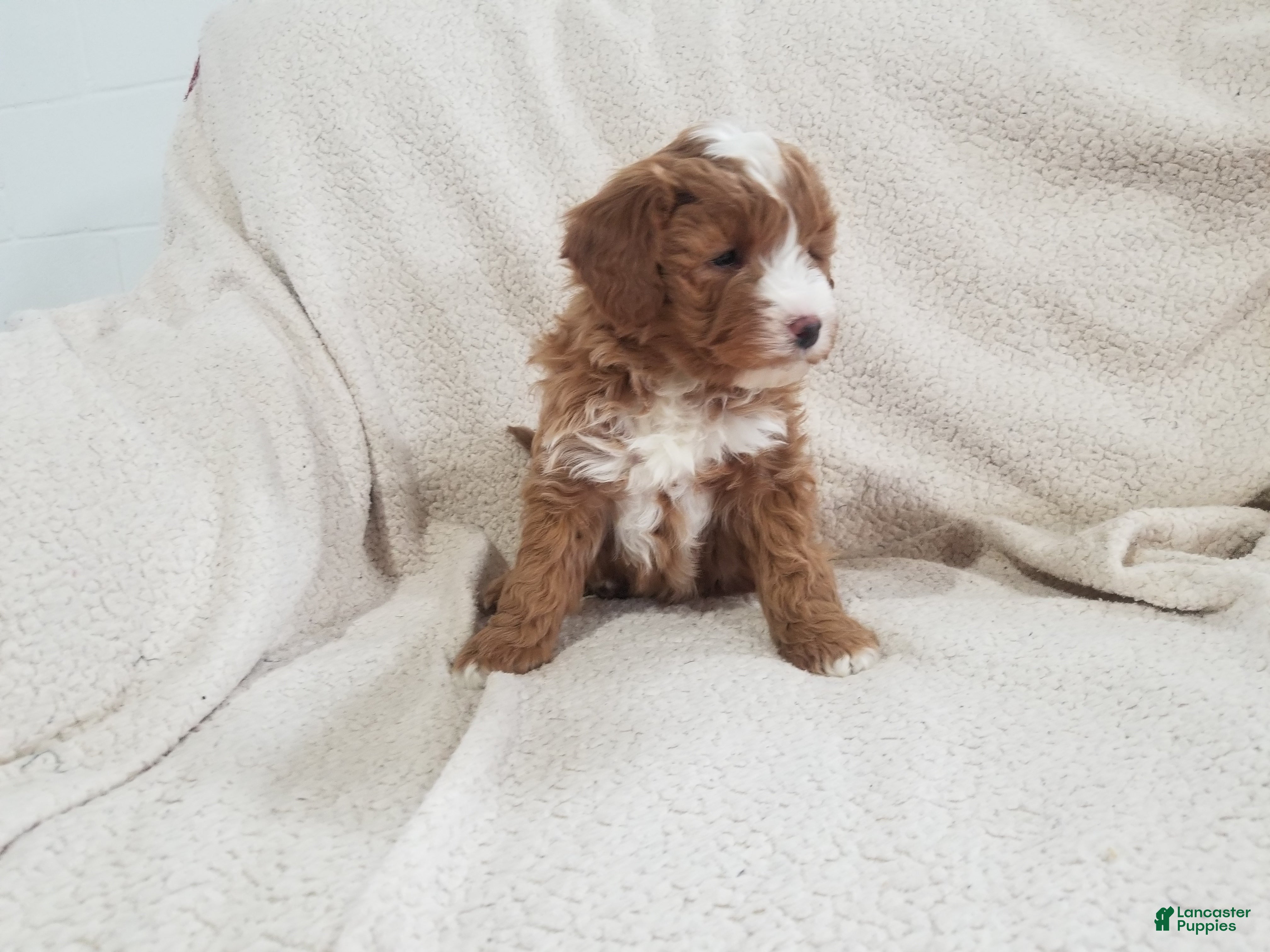 Mini Goldendoodle dogs Mini Goldendoodle Puppy 2 - Ad 24