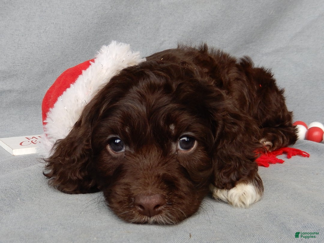 Cockapoo dogs for sale: Lucky - Ad 6