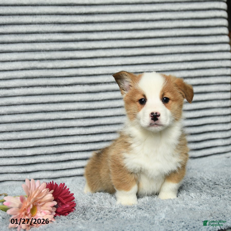 Welsh Corgi Pembroke dogs Chip - Ad 2