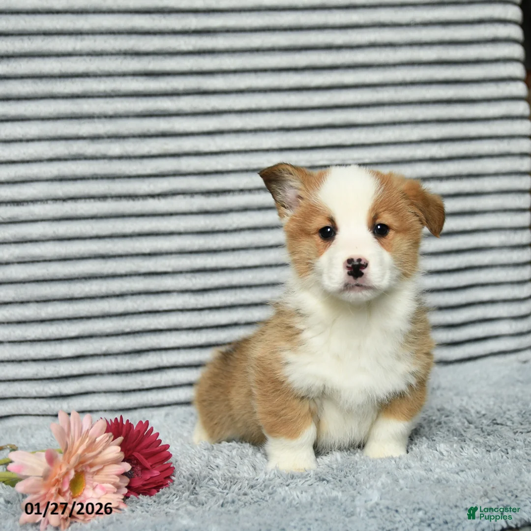 Welsh Corgi Pembroke dogs for sale: Chip - Ad 2