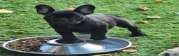 French Bulldog dogs for sale: Char Cole - Ad 1