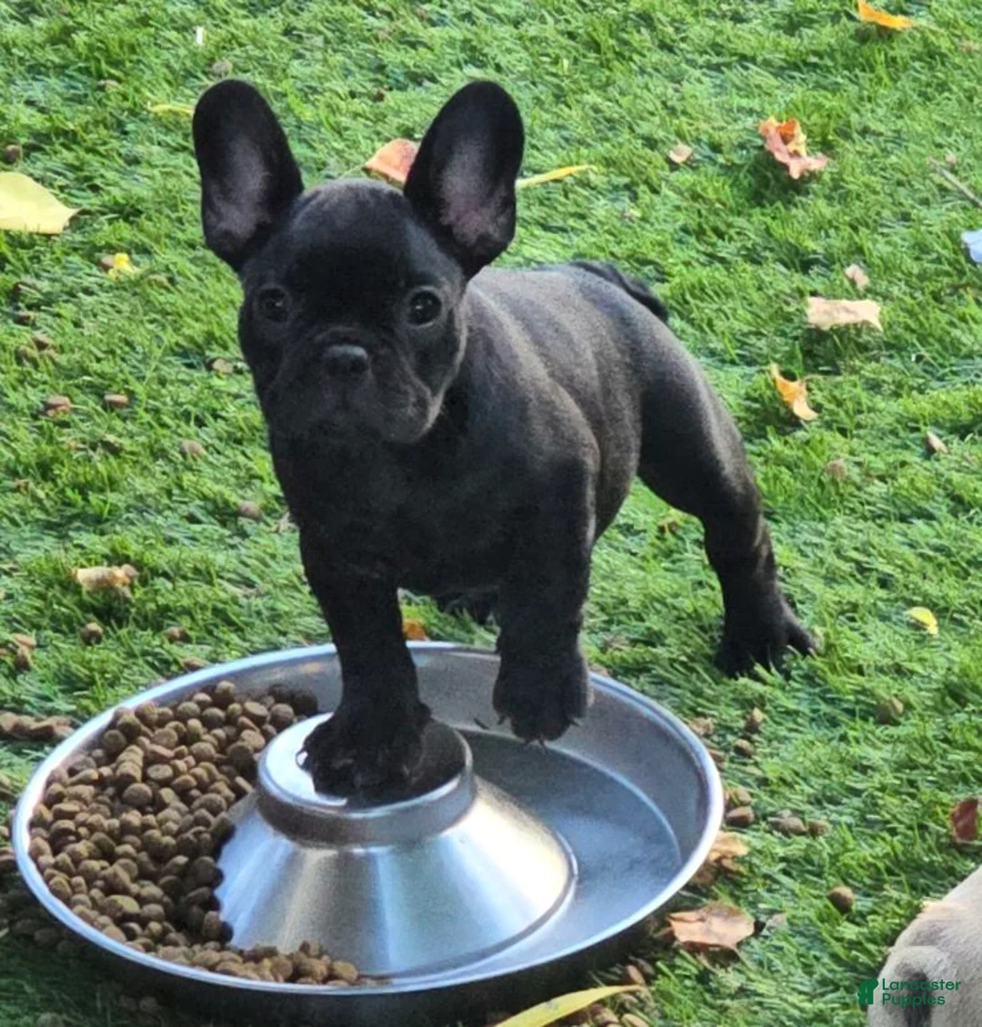 French Bulldog dogs for sale: Char Cole - Ad 1