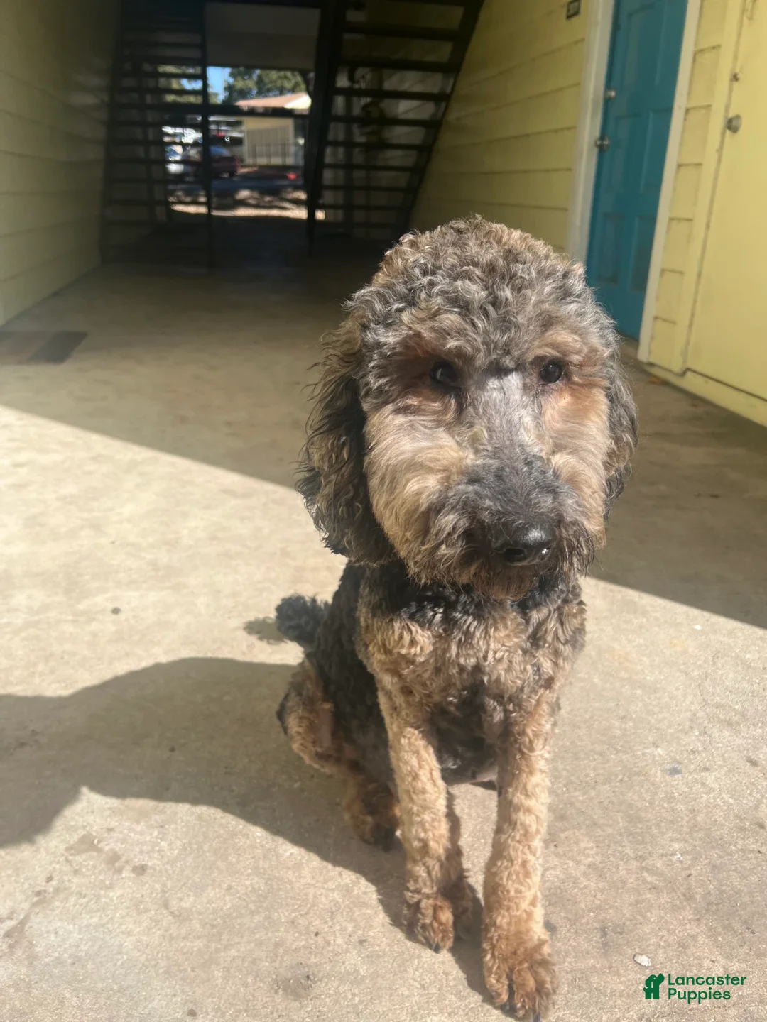 Gallery Image {{count}}