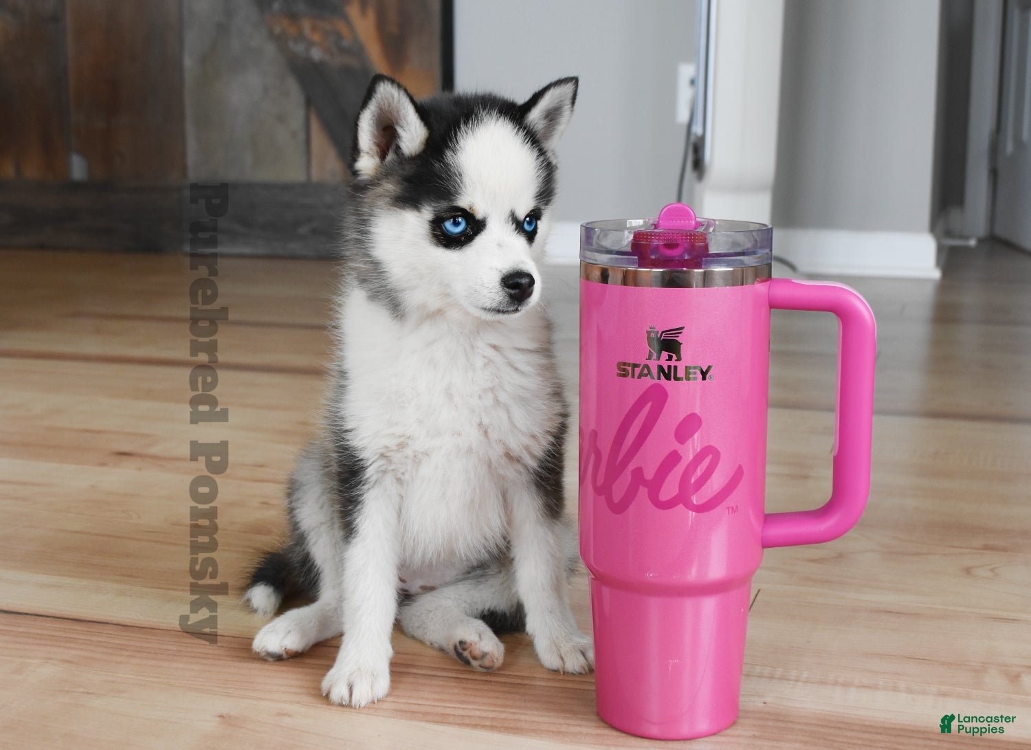 Pomsky dogs Tinker Micro Pomsky - Ad 1