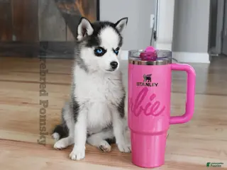 Pomsky dogs for sale: Tinker Micro Pomsky - Ad 2