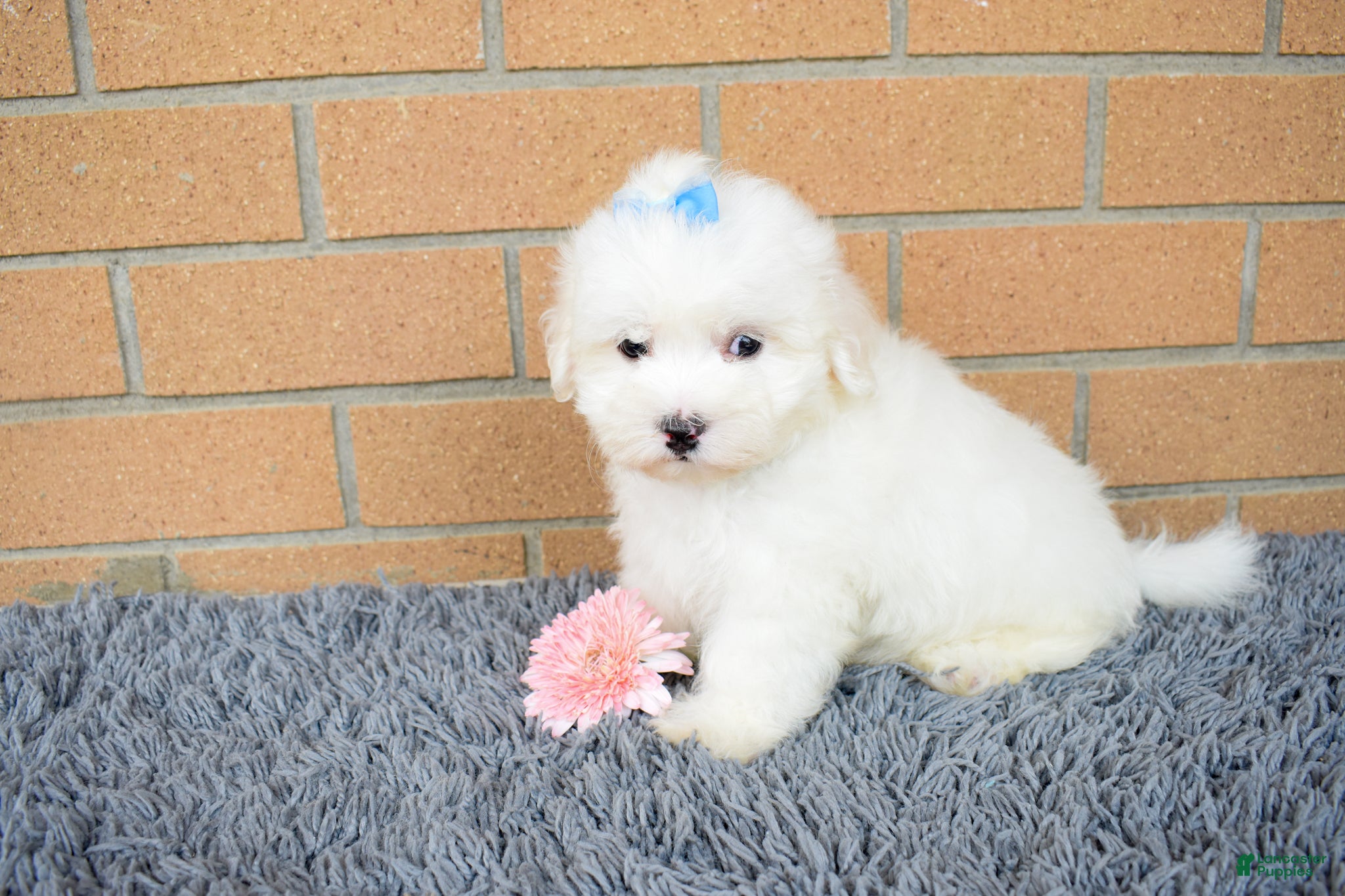 Maltese dogs Blake 💙 - Ad 1