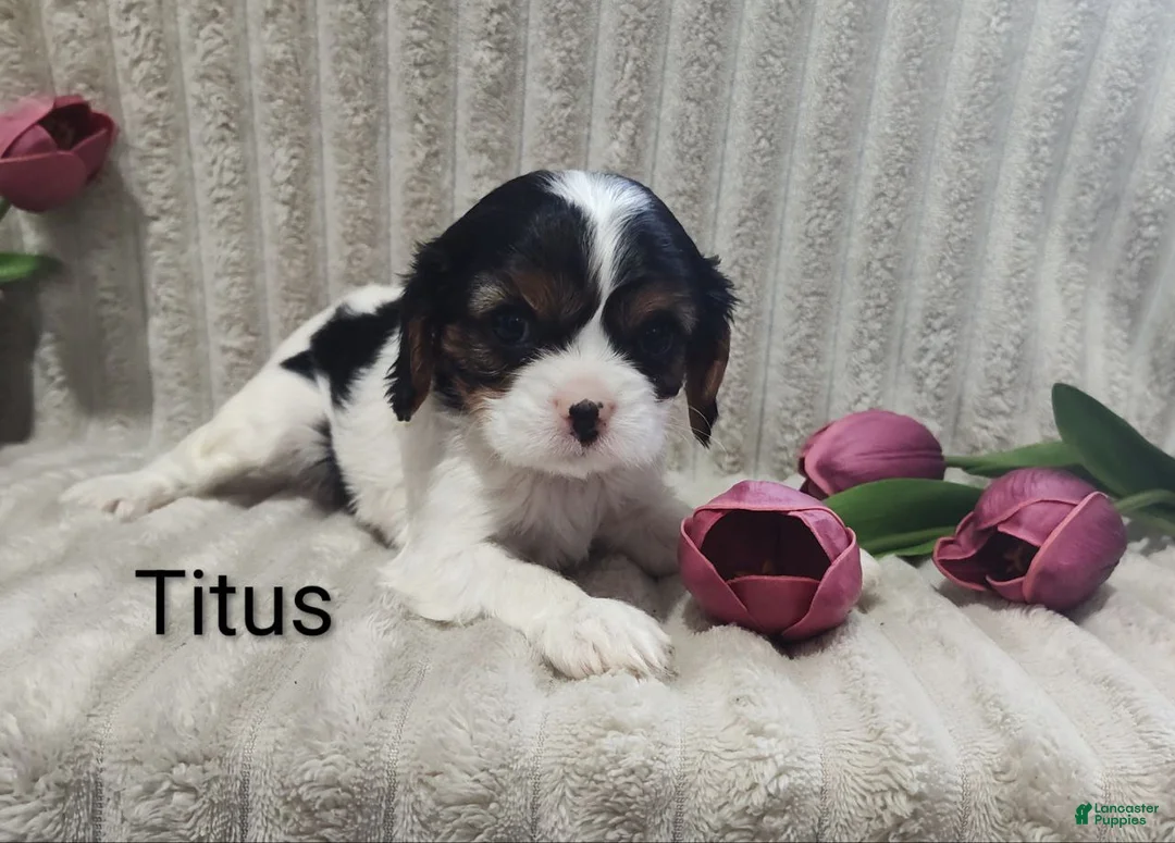 Cavalier King Charles Spaniel dogs for sale: Titus  - Ad 1