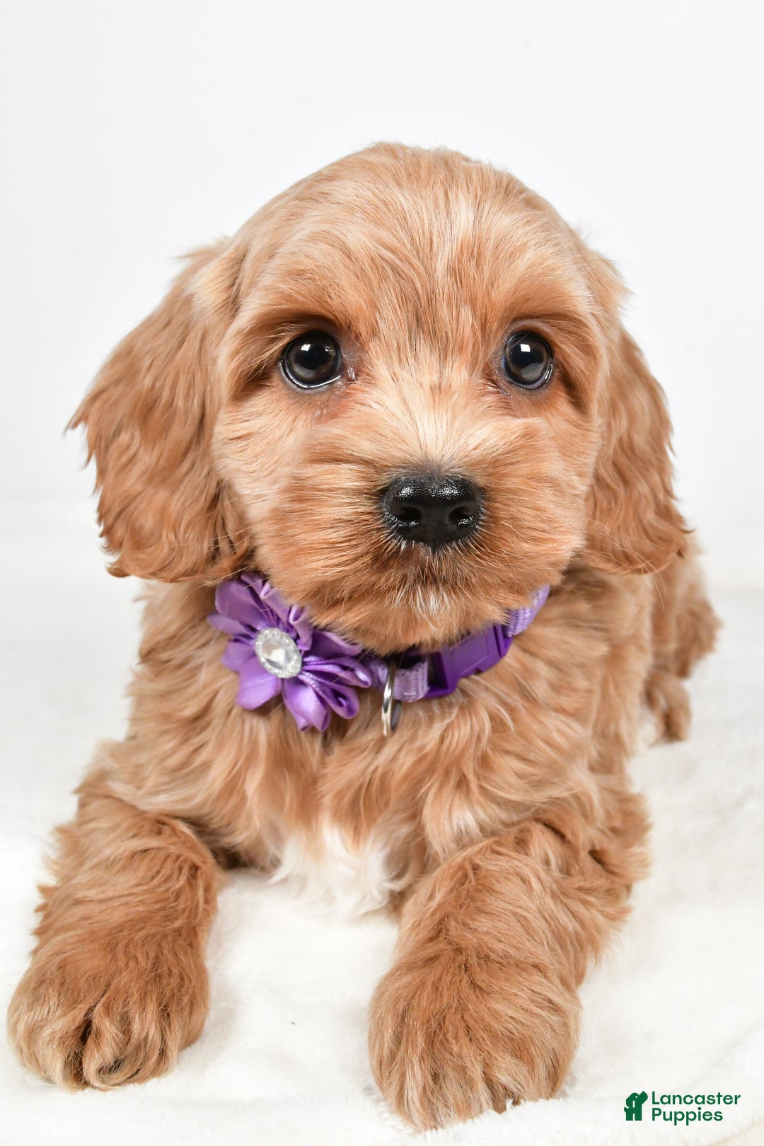 Cockapoo dogs for sale: Cookie - Ad 5