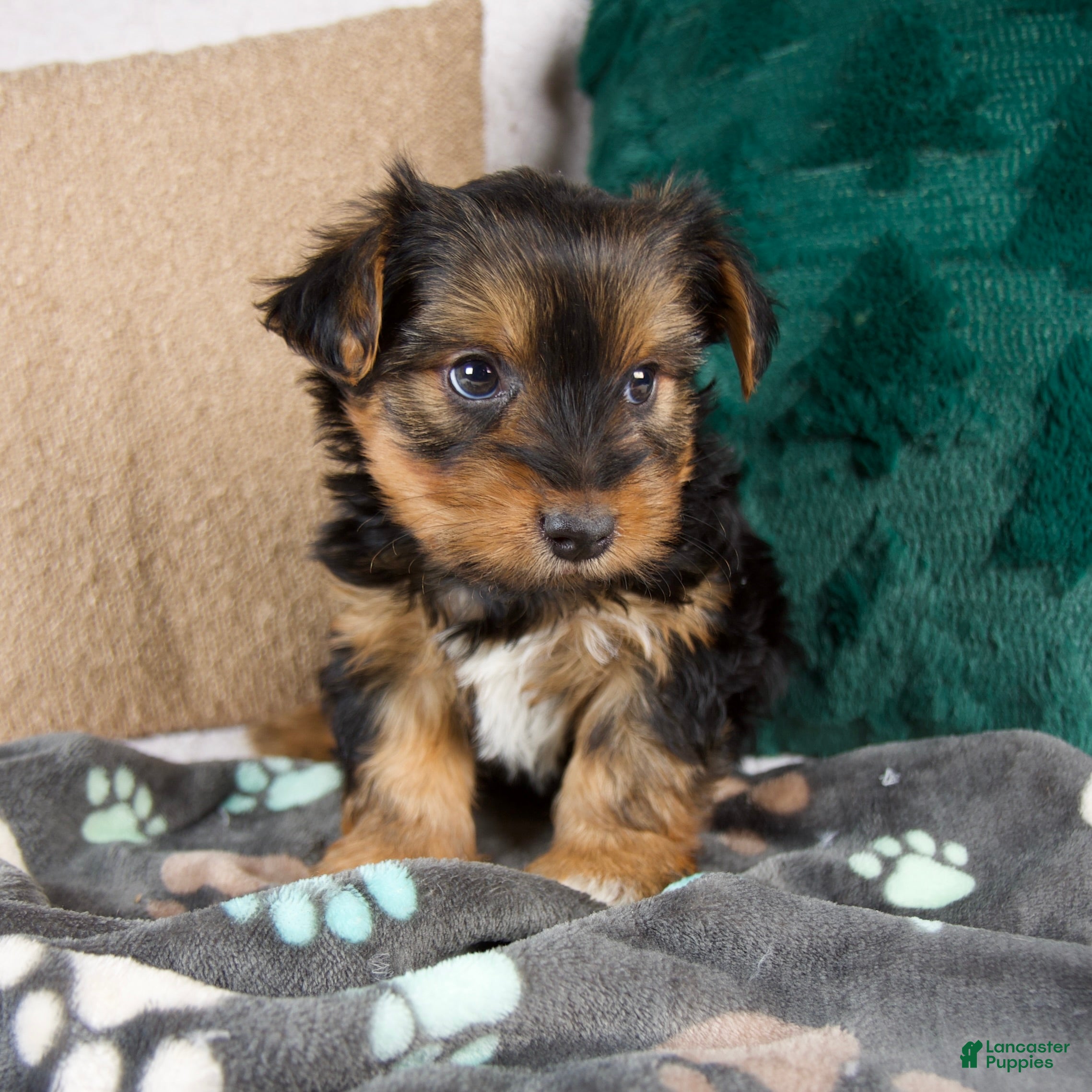 Yorkshire Terrier dogs Gabriel - Ad 2