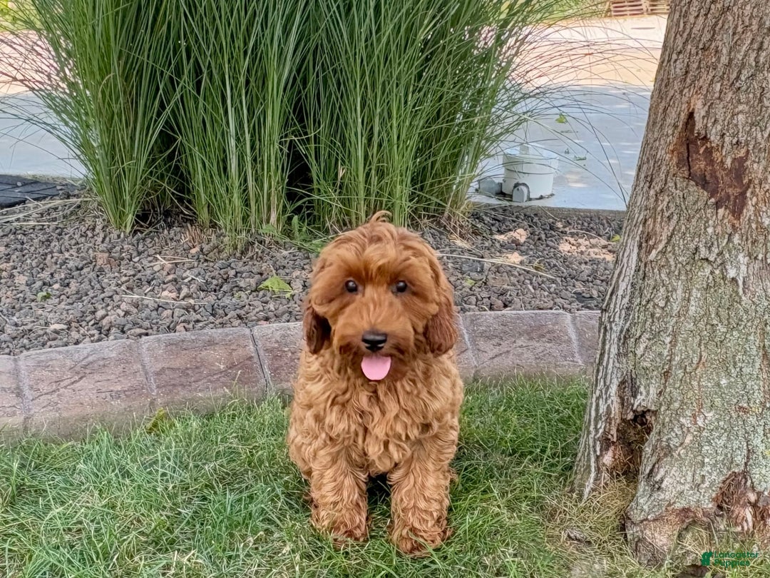 Cockapoo dogs for sale: Henry - Ad 10