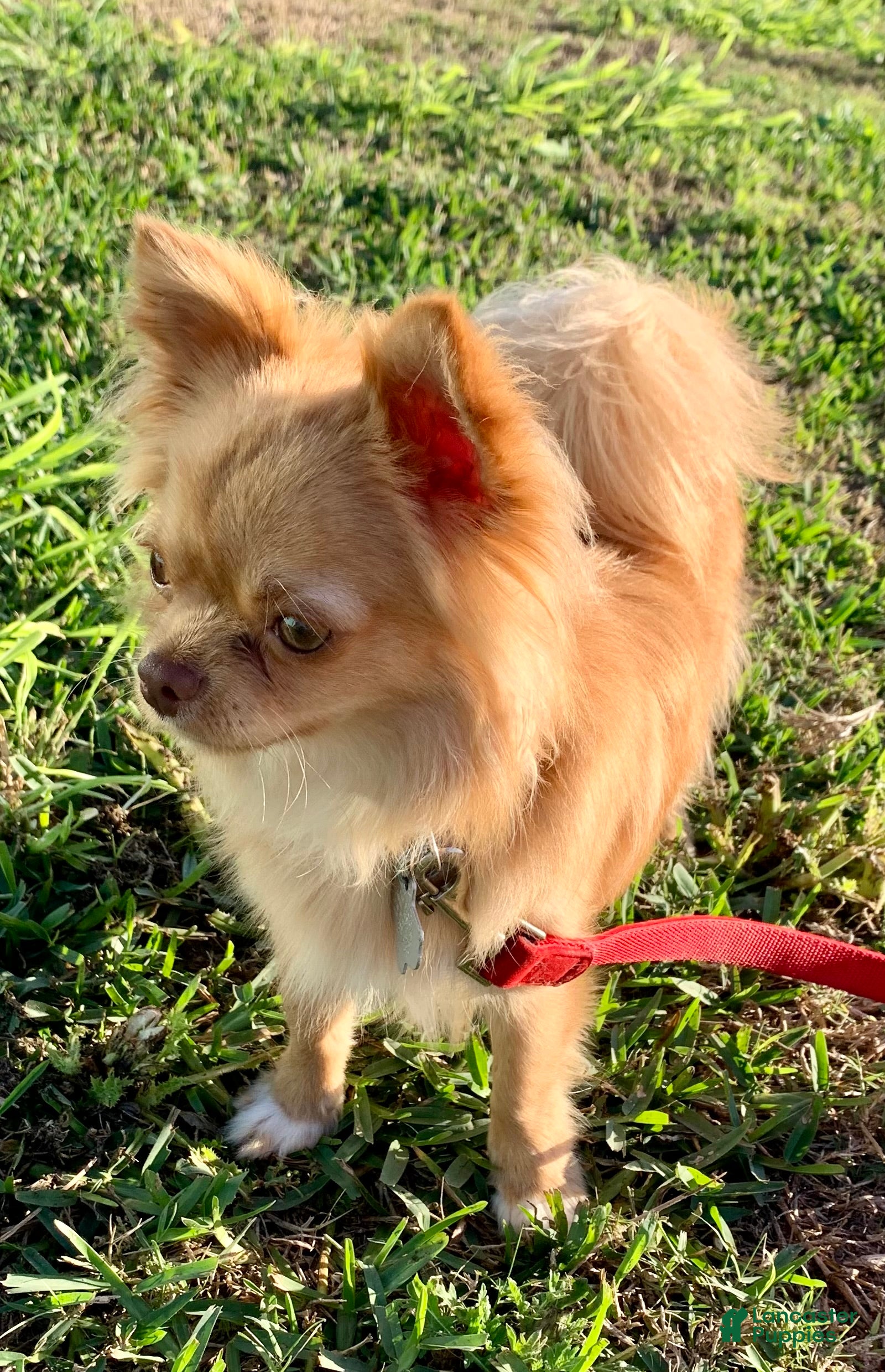 Chihuahua dogs for sale: Hercules  - Ad 1