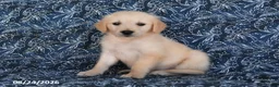 Golden Retriever dogs for sale: Tony - Ad 3