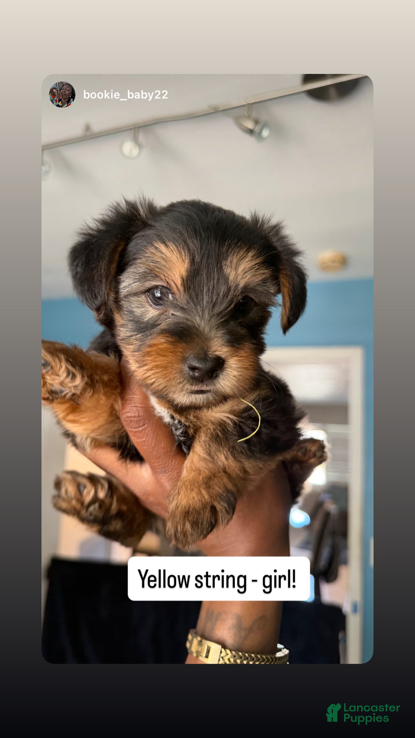 Yorkshire Terrier dogs Yorkshire Terrier Puppy 4 - Ad 16