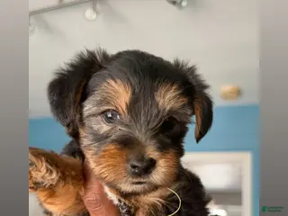 Yorkshire Terrier dogs Yorkshire Terrier Puppy 4 - Ad 32