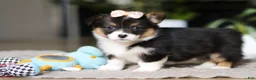 Welsh Corgi Pembroke dogs for sale: Ava - Ad 5