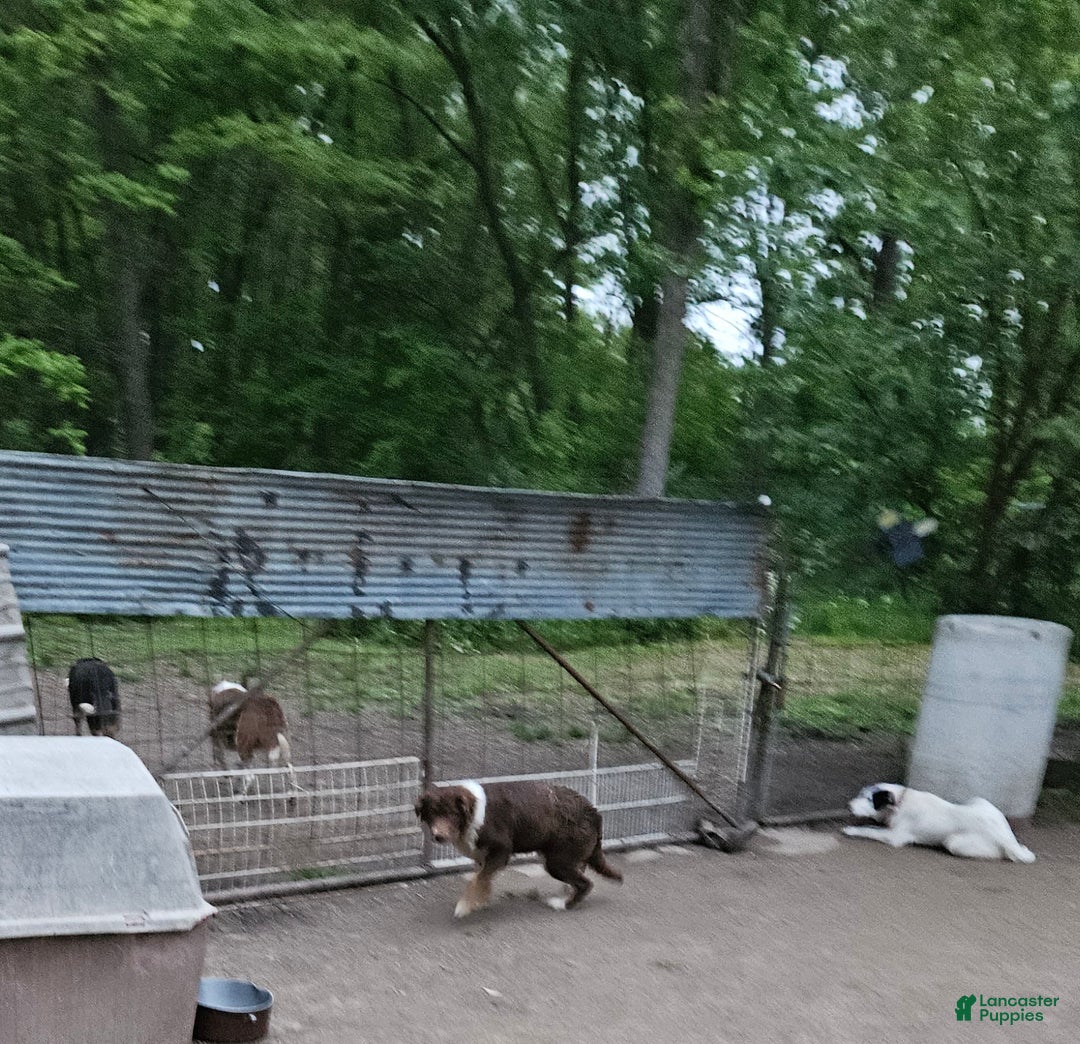 Border Collie dogs for sale: Border Collie Puppy 1 - Ad 4