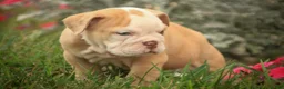 English Bulldog dogs for sale: Tonya English Bulldog  - Ad 2