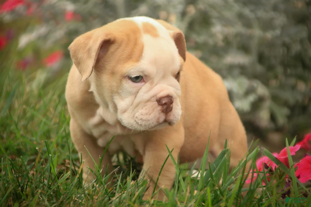 English Bulldog dogs for sale: Tonya English Bulldog  - Ad 2