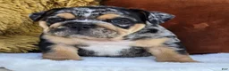 English Bulldog dogs for sale: Dash - Ad 3