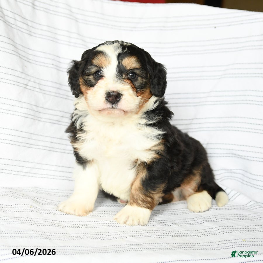 Mini Bernedoodle dogs Marcus - Ad 1
