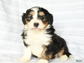 Mini Bernedoodle dogs for sale: Marcus - Ad 2