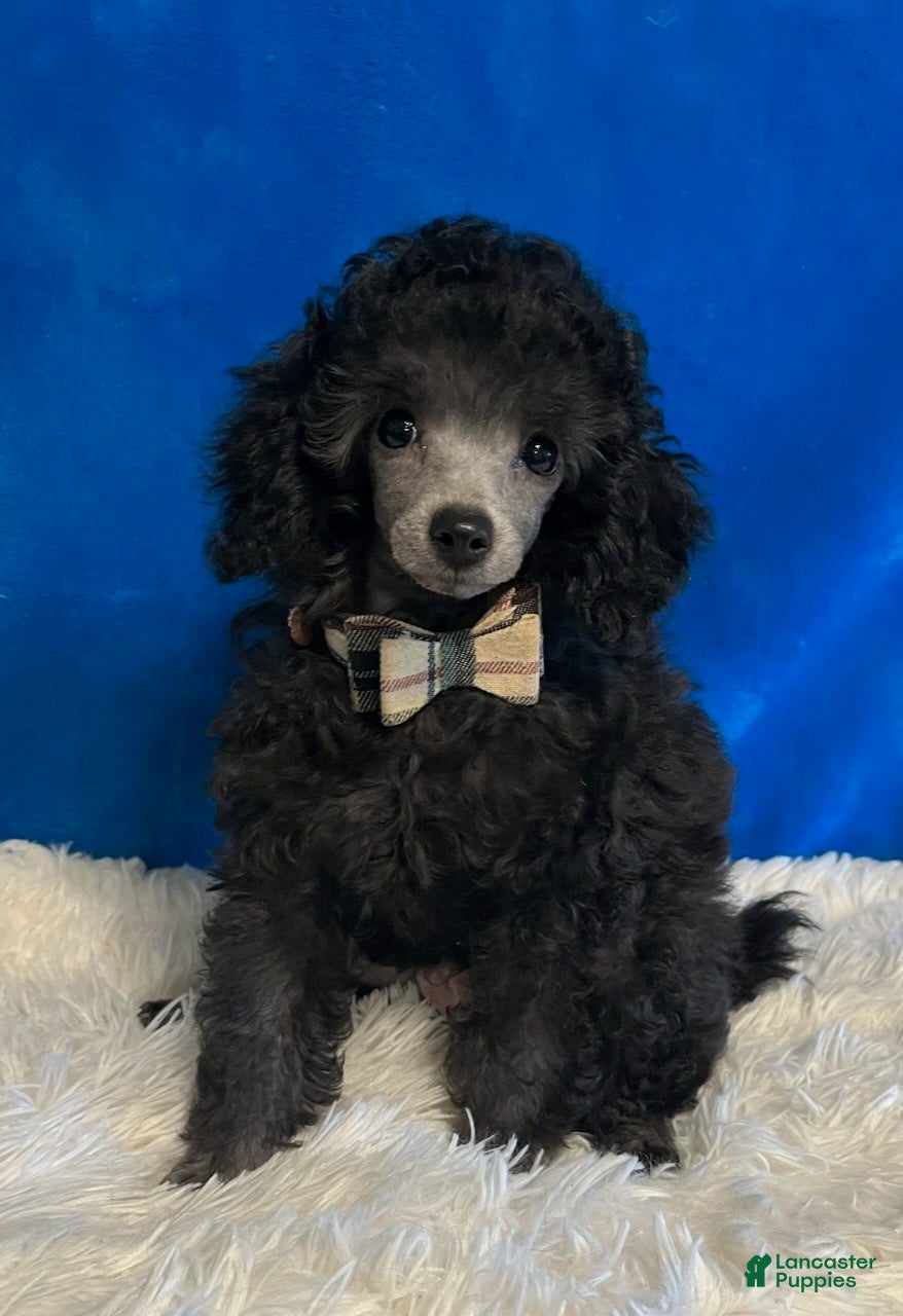 Toy Poodle dogs Finley - Ad 29