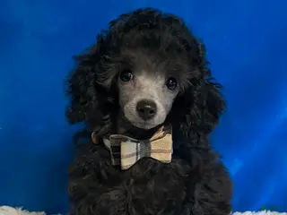 Toy Poodle dogs Finley - Ad 29