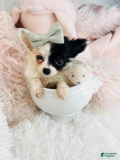 Chihuahua dogs Chihuahua Puppy 2 - Ad 35