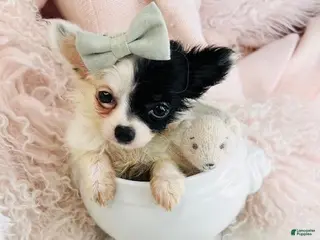 Chihuahua dogs Chihuahua Puppy 2 - Ad 34