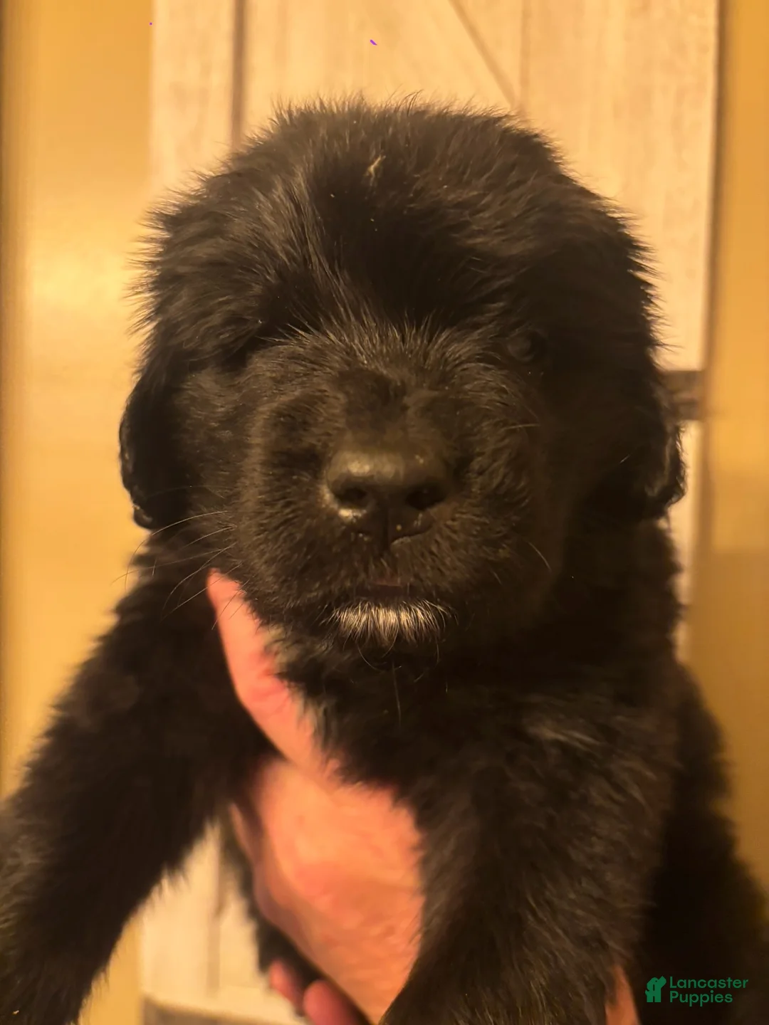 Newfoundland dogs for sale: Newfoundland Puppy 4 - Ad 2
