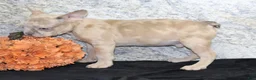 French Bulldog dogs for sale: Zack Male AKC French Bulldog - Ad 3