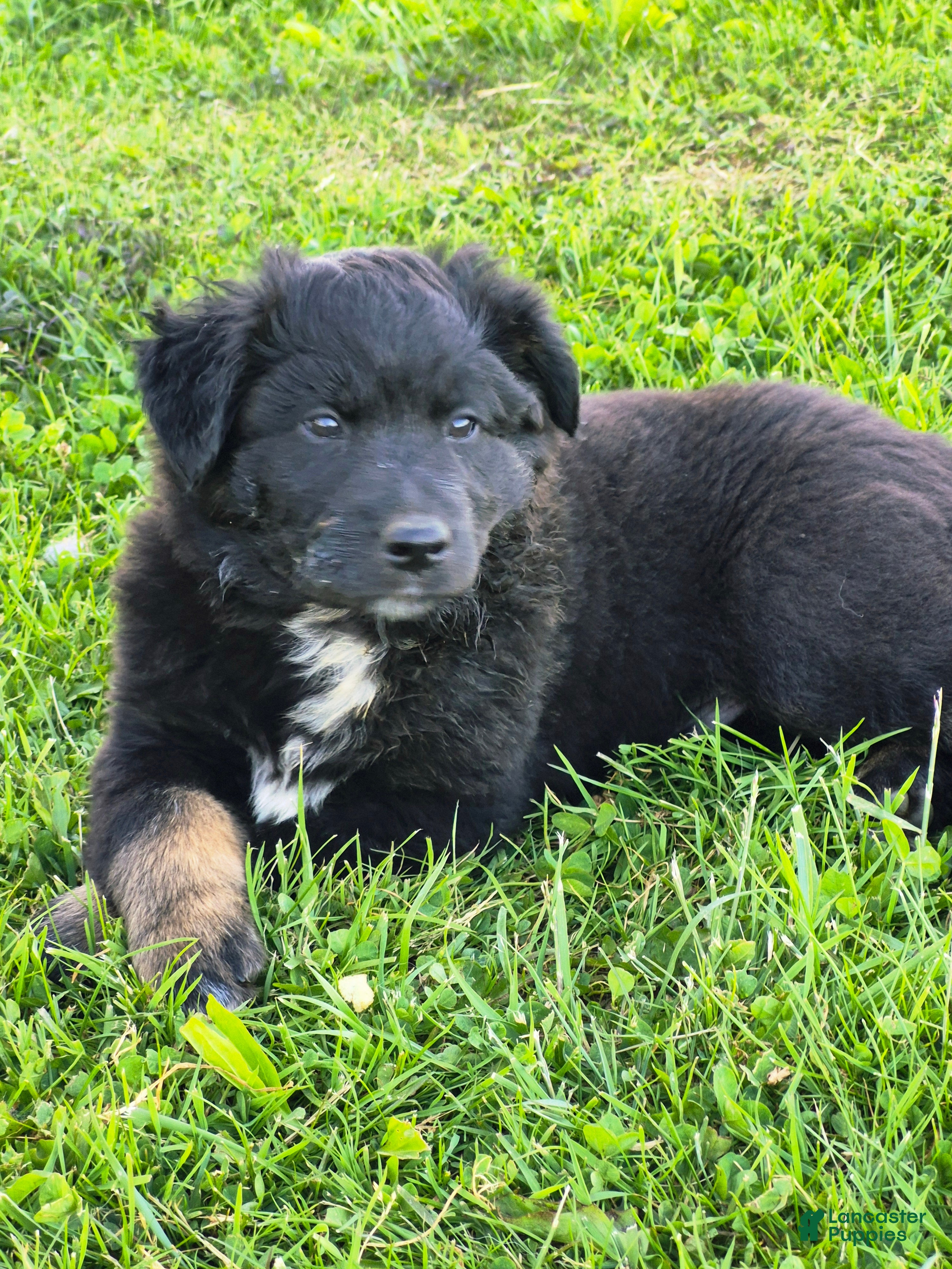 Australian Shepherd dogs Australian Shepherd Puppy 3 - Ad 1