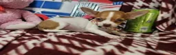 Chihuahua dogs for sale: Otessa (party) - Ad 5