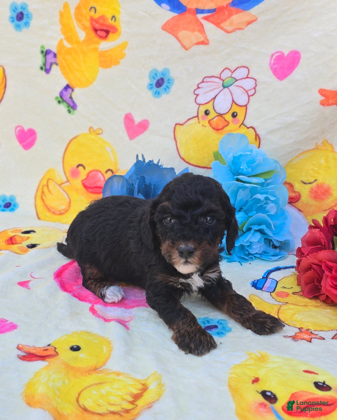 Cavapoo dogs for sale: Memo - Ad 2