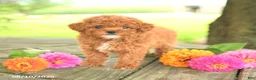 Toy Poodle dogs for sale: Petunia - Ad 3