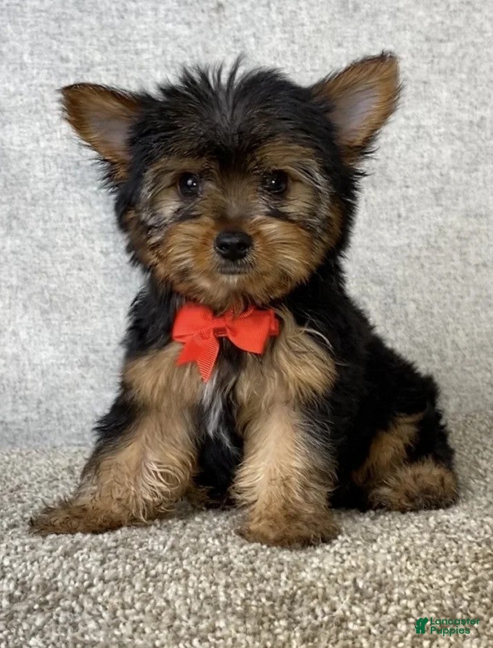 Yorkshire Terrier dogs Jay - Ad 2
