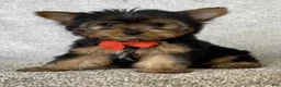 Yorkshire Terrier dogs for sale: Jay - Ad 2