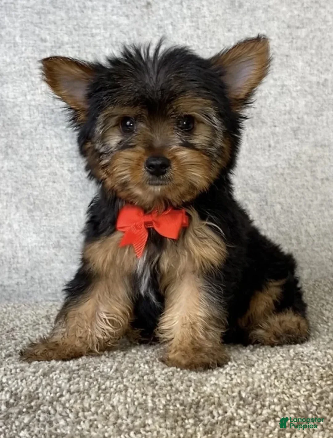 Yorkshire Terrier dogs for sale: Jay - Ad 2