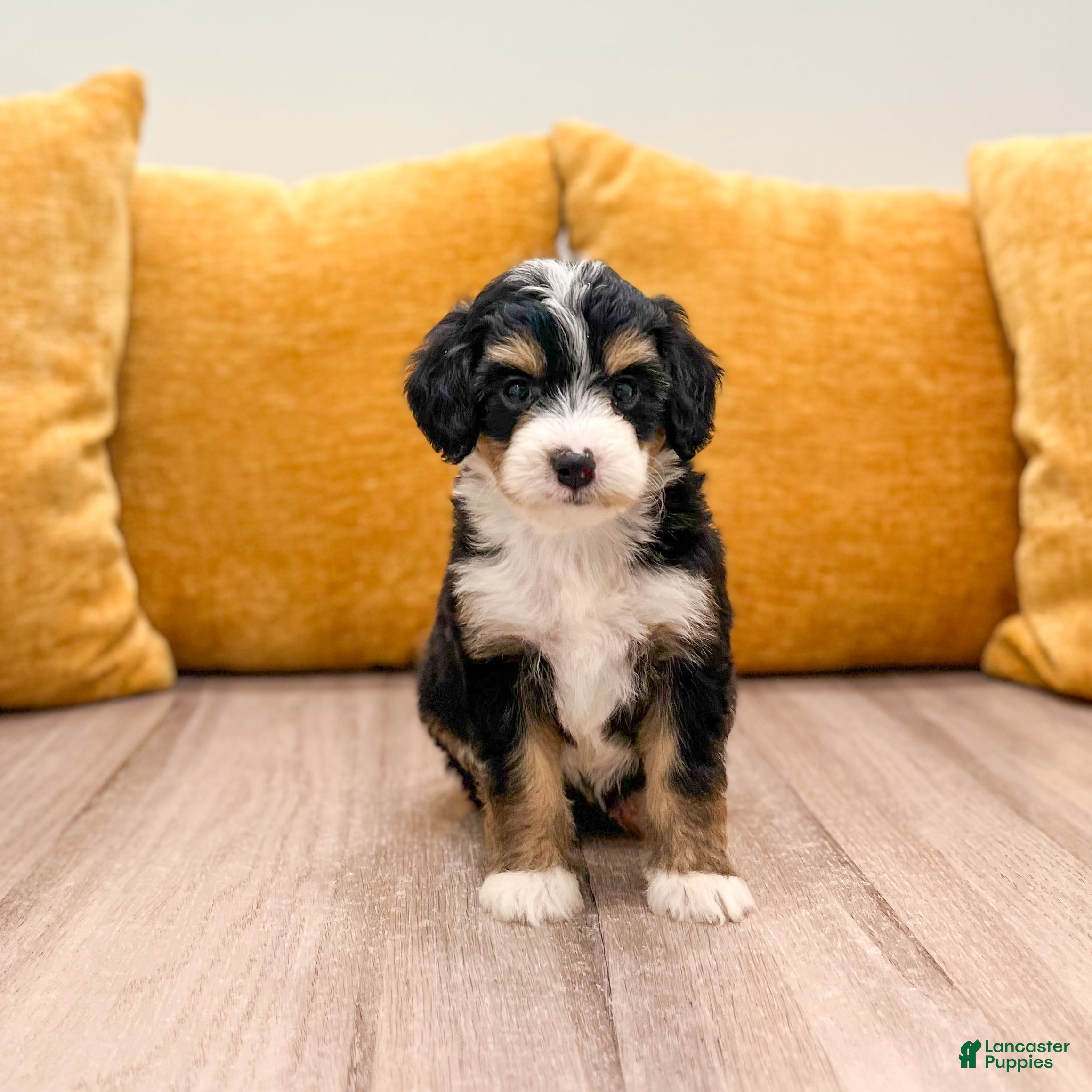Mini Bernedoodle dogs Serena - Ad 1