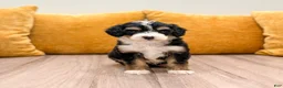 Mini Bernedoodle dogs for sale: Serena - Ad 1