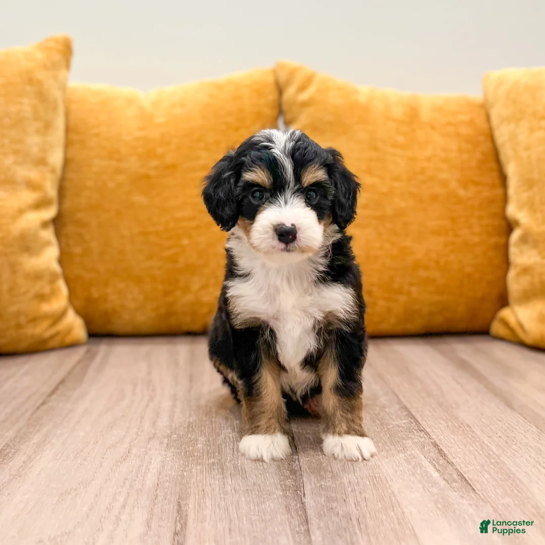 Mini Bernedoodle dogs for sale: Serena - Ad 1