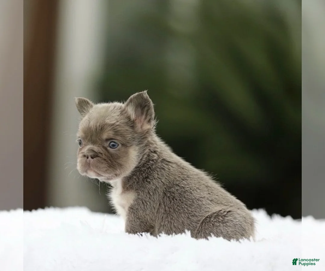 French Bulldog dogs for sale: SHANIA - LILAC TAN FLUFFY IN LA CA - USA DELIVERY - Ad 6